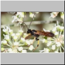 Cosmoconus nigriventris - Schlupfwespe m01e 10mm - OS-Hellern Wiese det06.jpg